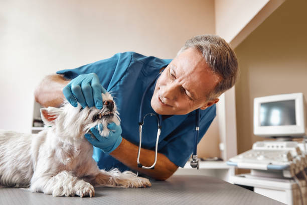 Best Emergency Care for Gum Disease in Fairfield, CA
